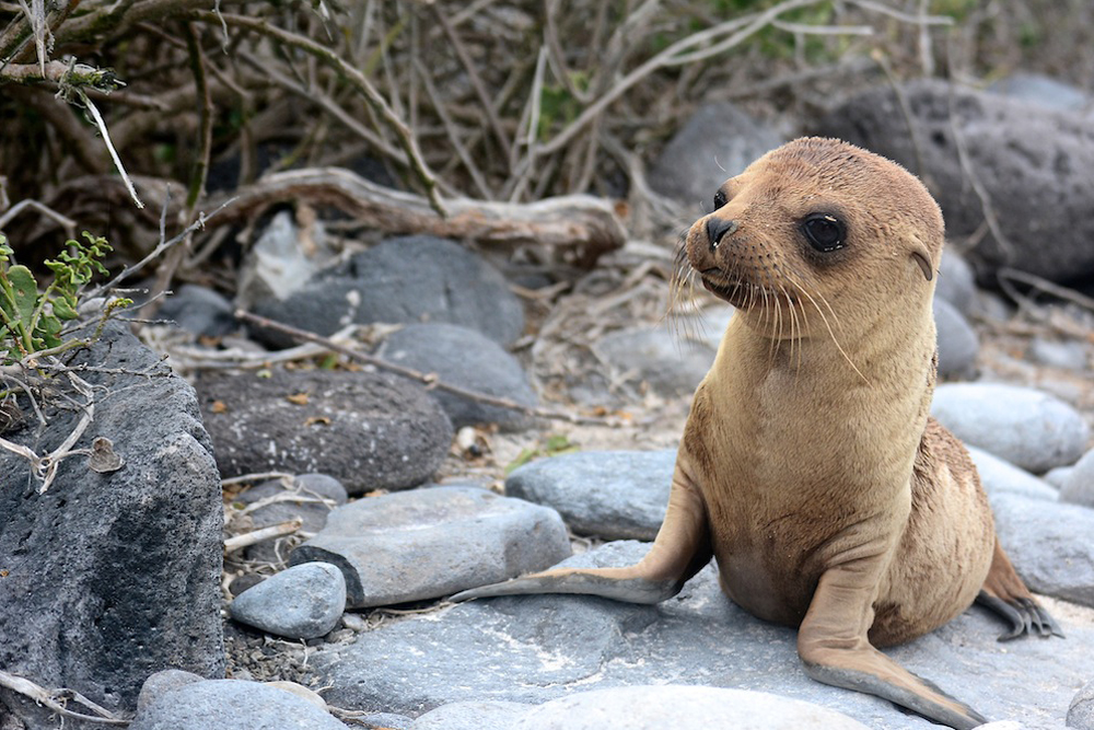 baby sea lion galapagos melinda zitin allie almario