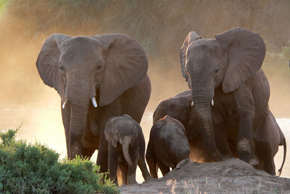 Elephants in the Samburu National Reserve, Kenya