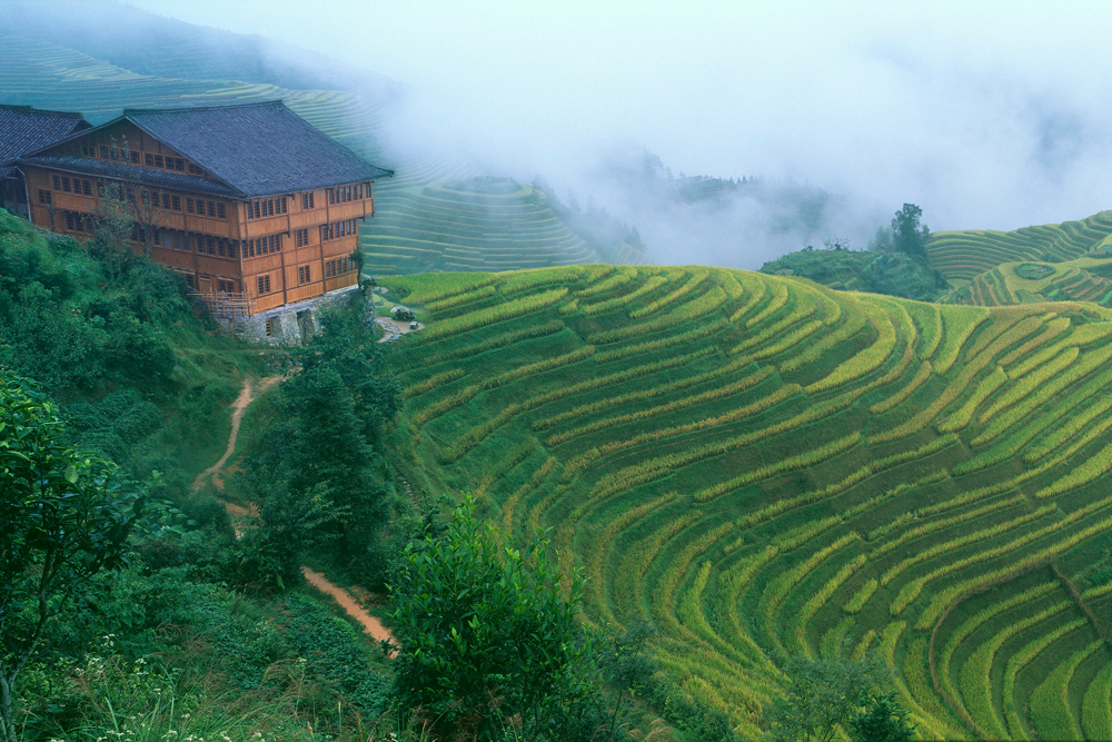 Dragonback Rice Terraces, Guangxi, China