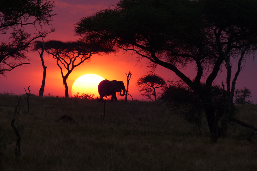 Singita Grumeti reserve in the Serengeti, Tanzania.