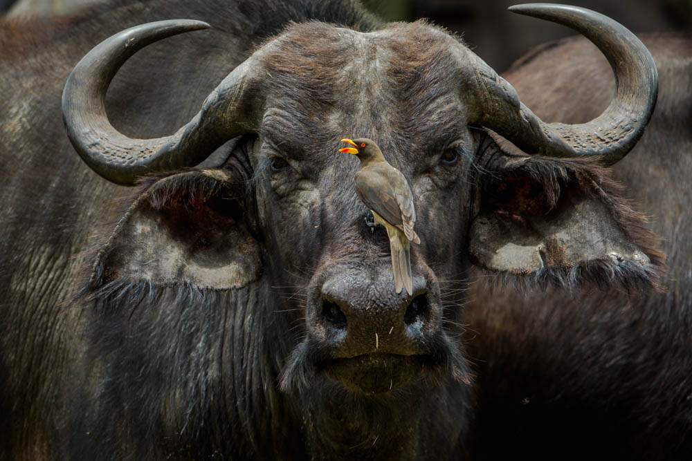 buffalo with bird safari Photo by Susan Portnoy