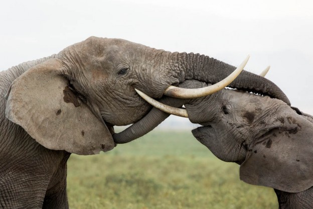 elephants locking trunks safari Photo by Susan Portnoy