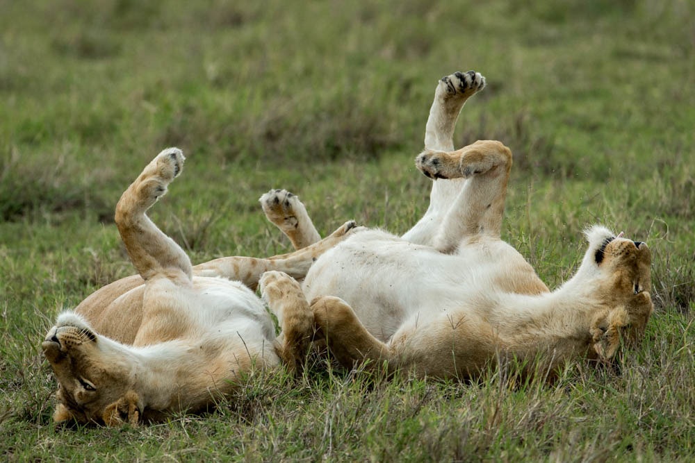 lions rolling on ground safari Photo by Susan Portnoy