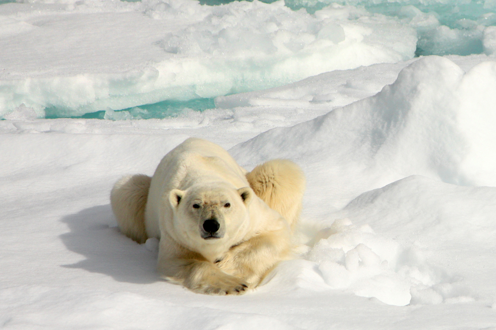 Polar bear, Svalbard, Arctic