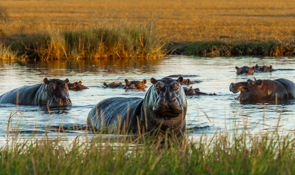 A herd of hippos in Botswana Photo by Susan Portnoy