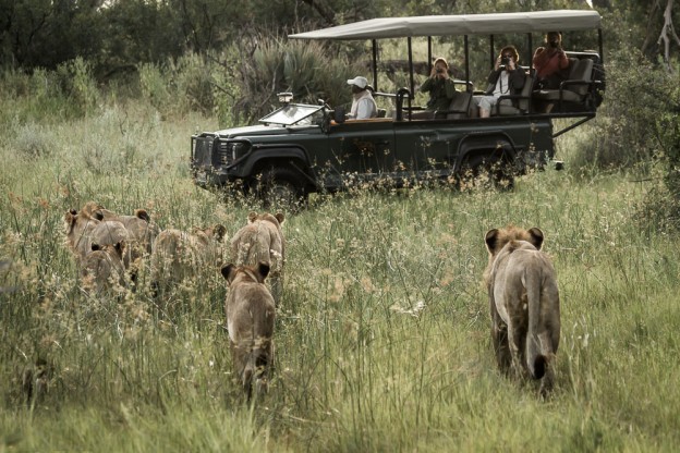 Photographing Lions in Botswana Photo by Susan Portnoy