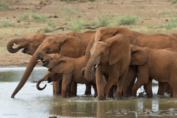african elephants Photo by Susan Portnoy