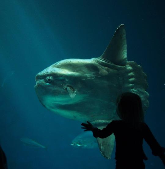 Photo: Monterey Bay Aquarium