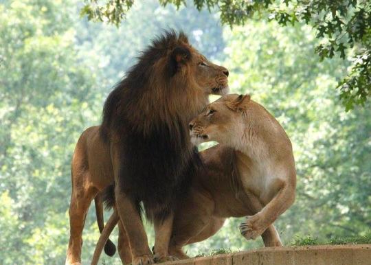 Two lions at the Smithsonian National Zoo.