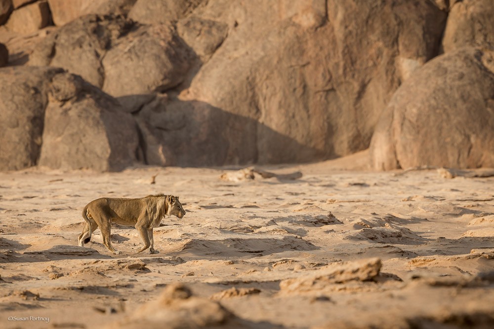 Namibia's desert-adapted lions Photo by Susan Portnoy