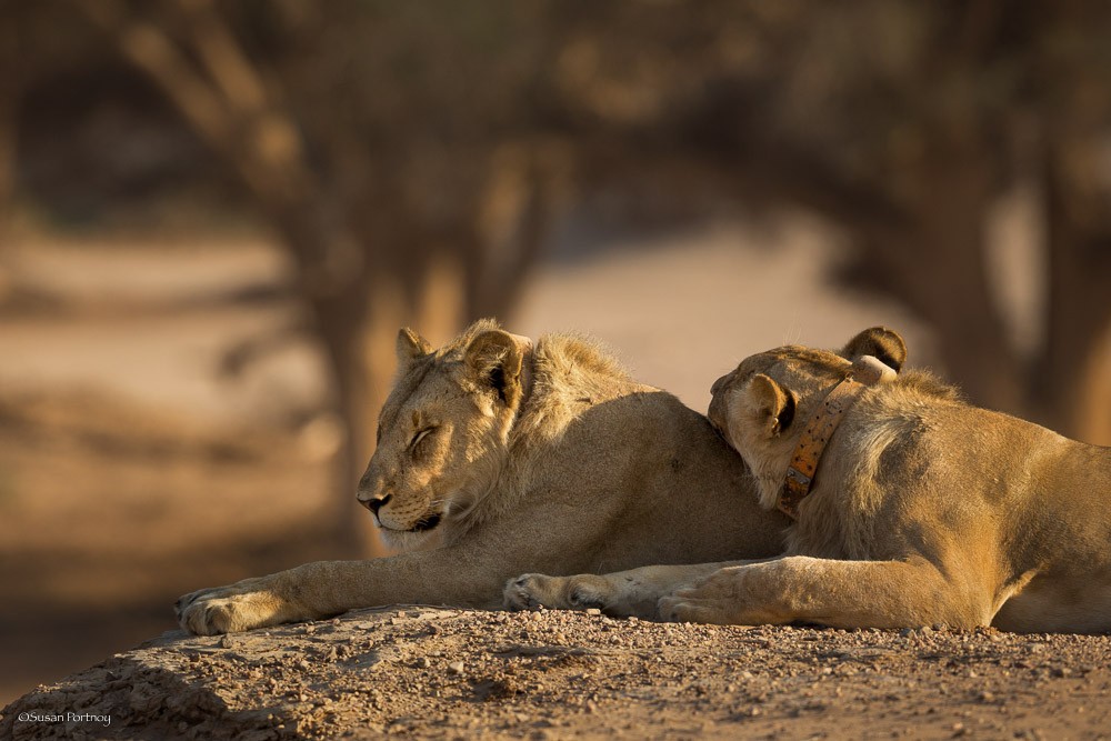 Namibia's desert-adapted lions Photo by Susan Portnoy