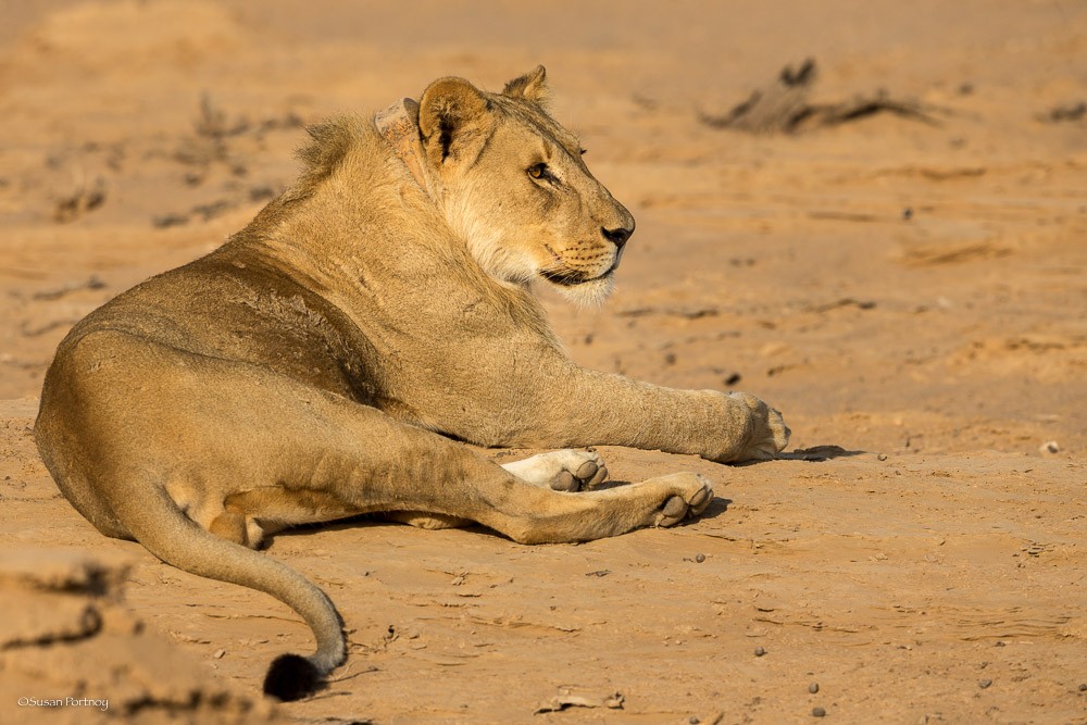 Namibia's desert-adapted lions Photo by Susan Portnoy