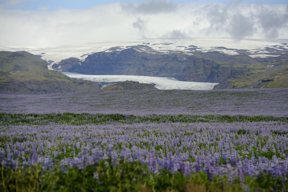 2 lupines near Vik D30_9267