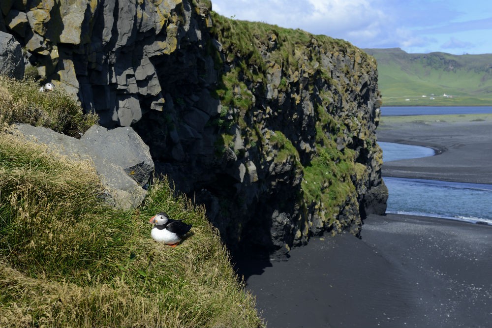 8 puffin on black sand beach DSC_6800