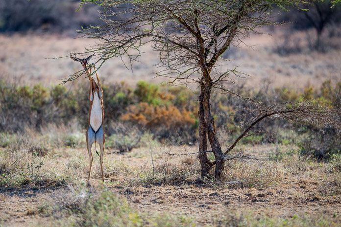 gerenuk animal in Kenya Photo by Susan Portnoy