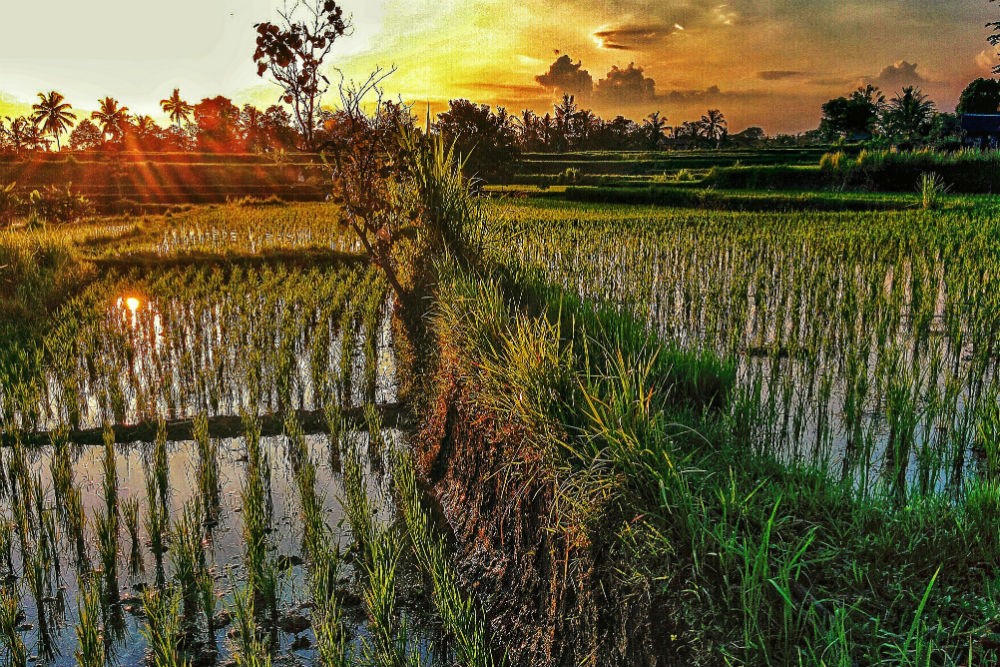 ubud bali