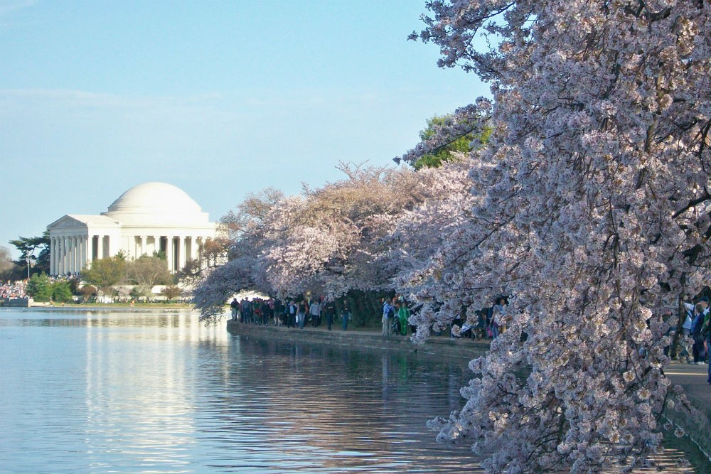 National Cherry Blossom Festival, Washington, D.C.