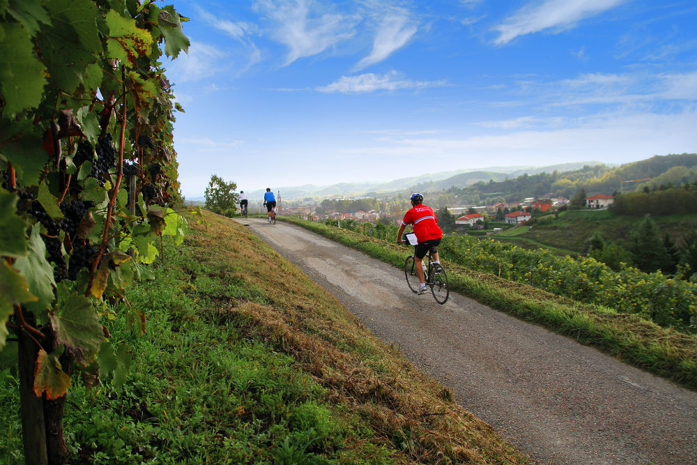 bicyclists in Piemonte Italy wine country