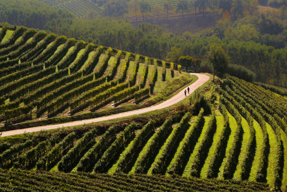 bicyclists in Piemonte Italy wine country