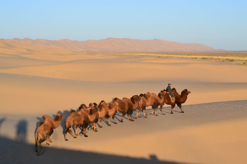 Bactrian camels in Mongolia. Photo: Nomadic Expeditions