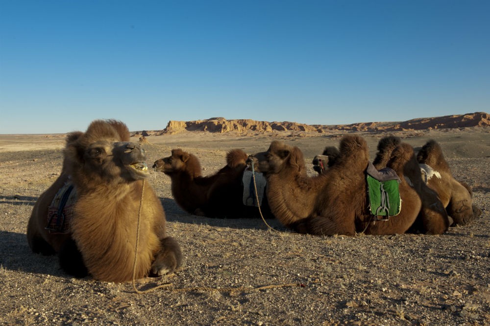 Camels in Mongolia. Photo: R. Stavers.