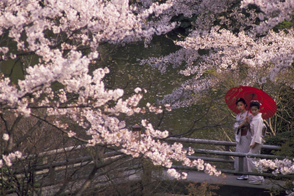 women in kimonos look at cherry blossoms in Japan