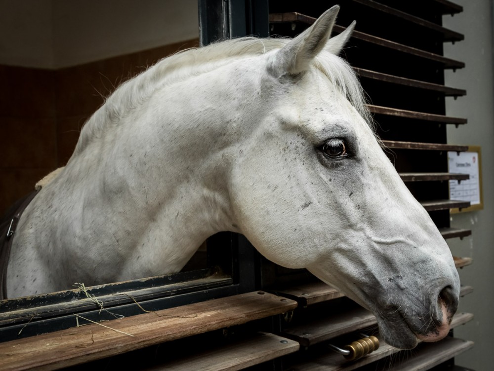 Spanish Riding School, Vienna, Austria. Photo by Susan Portnoy