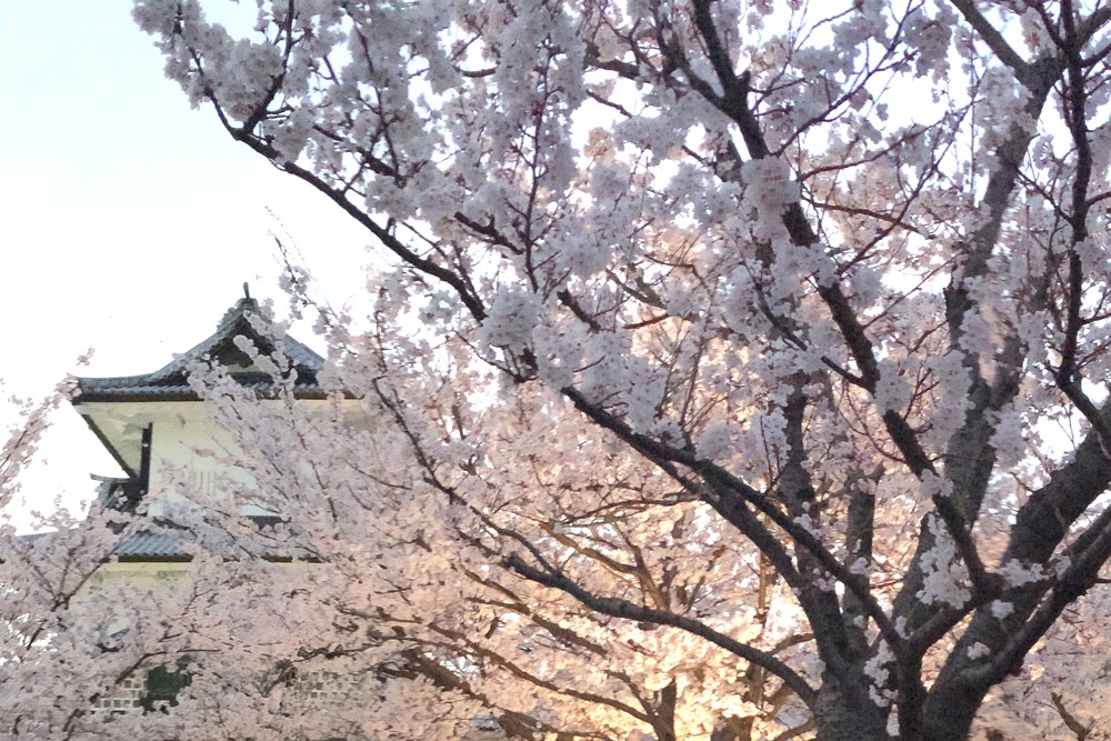 Beautiful Cherry Blossom, Japan
