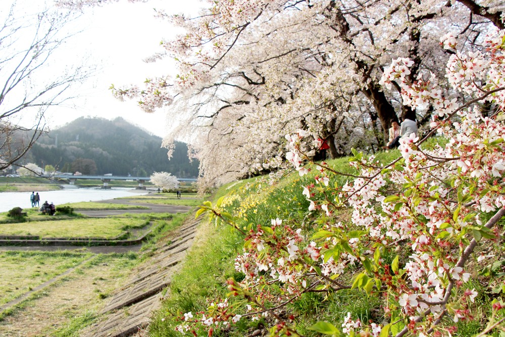 Cherry Blossoms, Japan