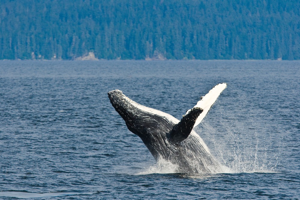 An adult humpback whale breaching