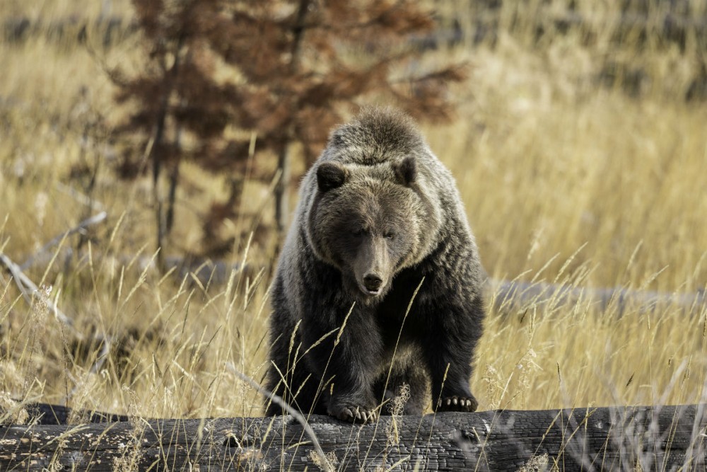 bear in Banff national park canada
