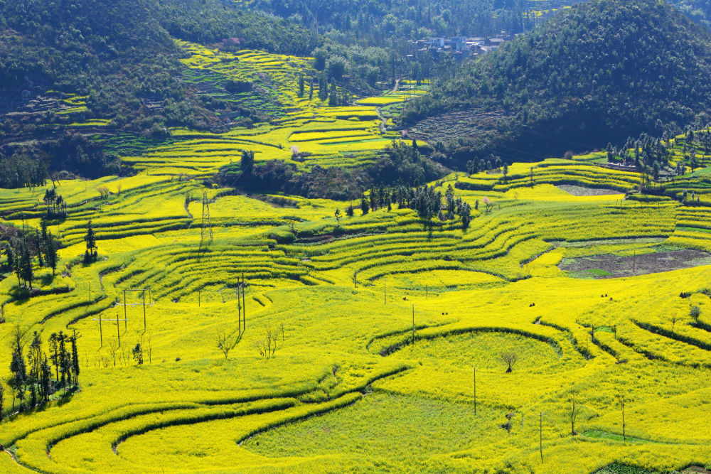 Rapeseed field in Luoping Yunnan, China