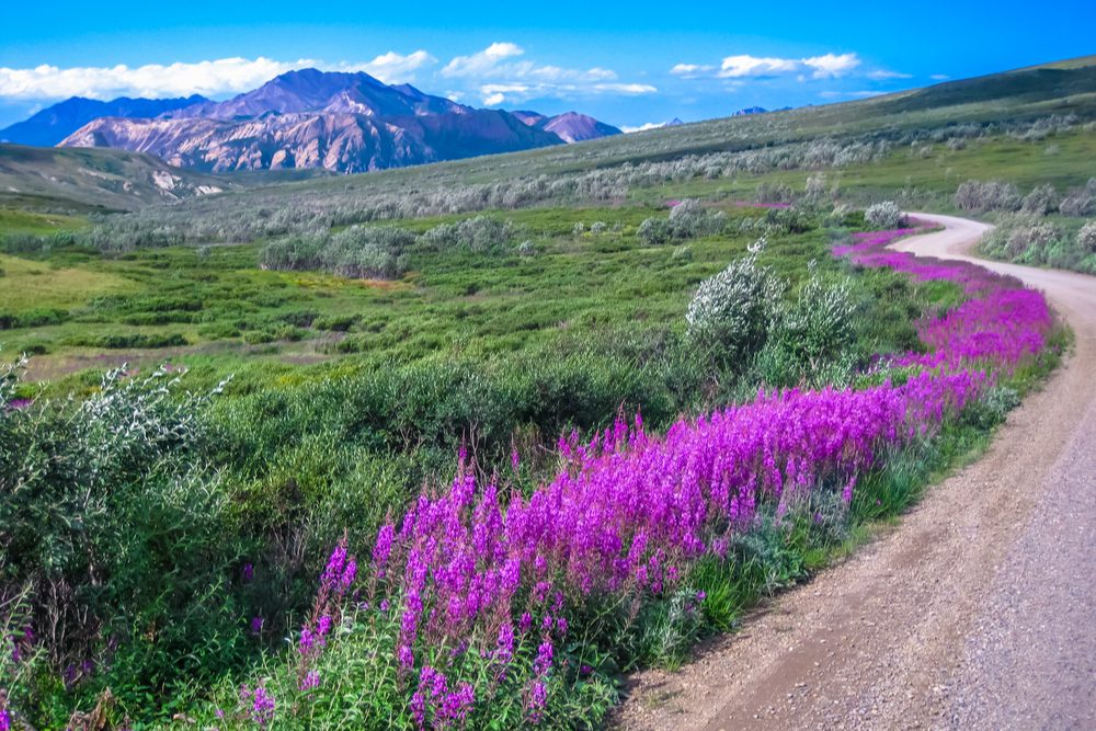 pink flowers and green plants blooming along a road with a mountain in the distance in Denali National Park Alaska