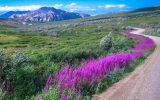 pink flowers and green plants blooming along a road with a mountain in the distance in Denali National Park Alaska