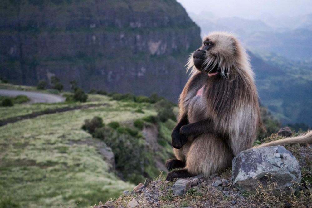 Ethiopia - bleeding-heart baboon