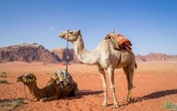 Camels in Jordan's Wadi Rum Desert