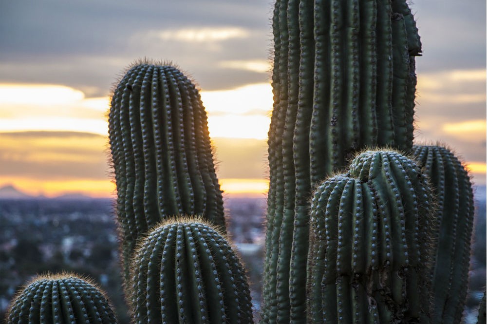 Saguaro cacti, desert national park Arizona