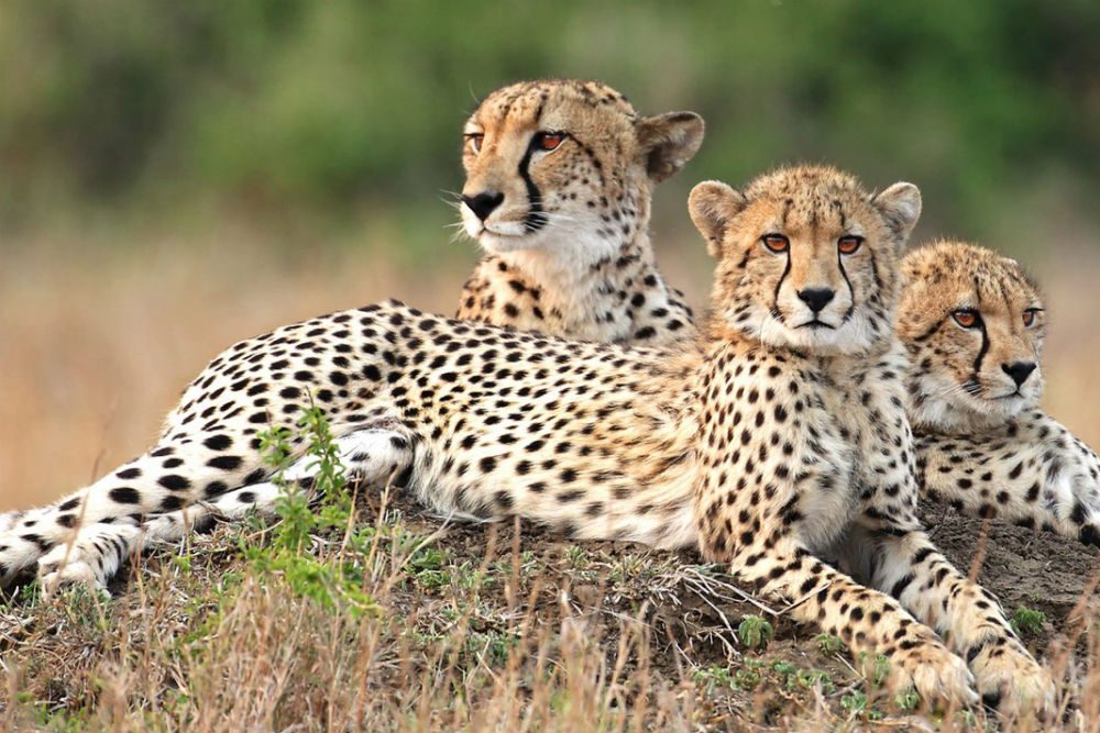 Three cheetahs lounging, Phinda Private Game Reserve, South Africa