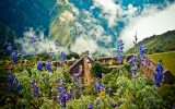 Lupins bloom above the ancient Inca ruins of Choquequirao in the Andes, Peru