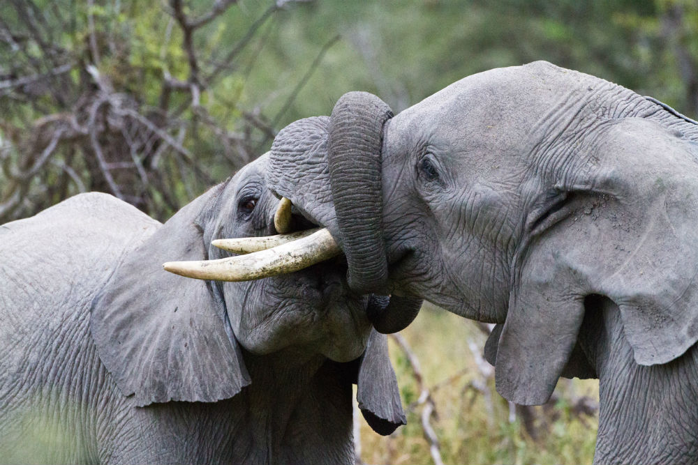 Elephants tussle in Botswana. Photo: Wilderness Safaris/Caroline Culbert
