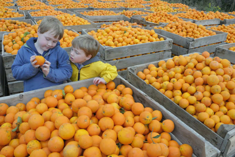 children look at crates of oranges during the orange harves in Andalusia Spain