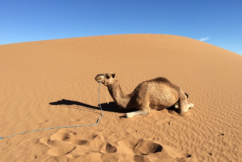 camel in the desert in Morocco