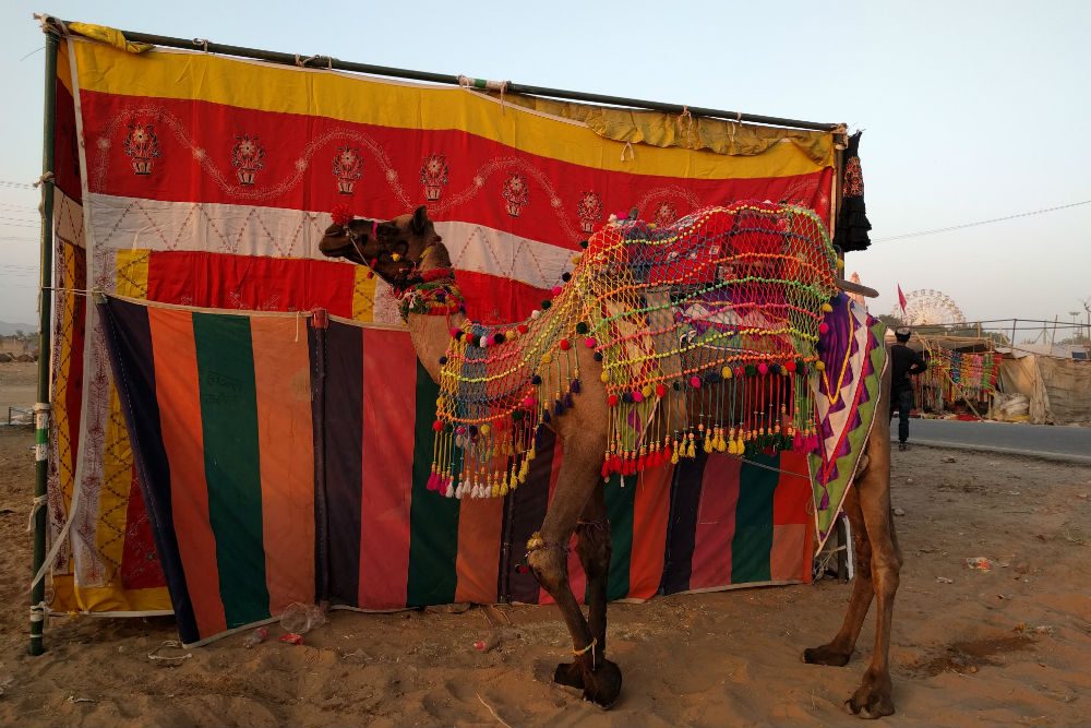 camel wearing colorful decorations in front of a tent at Pushkar Camel Fair india