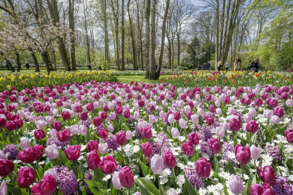 a field purple tulips in bloom at Tulips at Keukenhof Gardens Netherlands