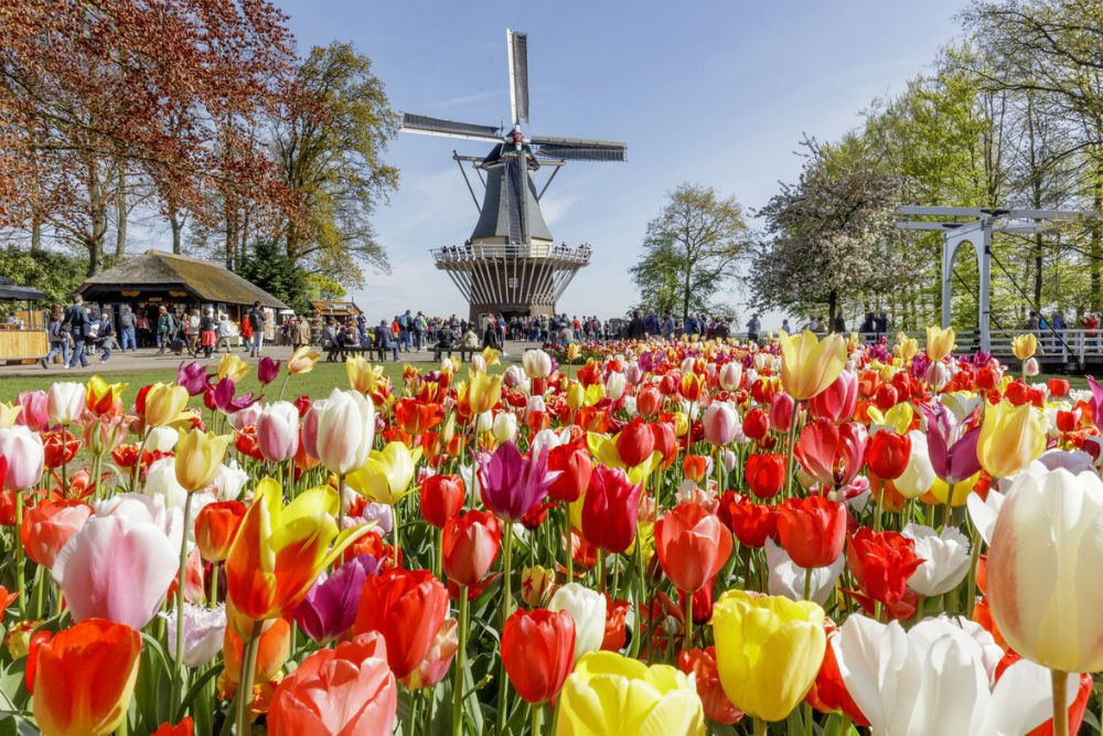 tulips and windmill at Keukenhof Gardens in the Netherlands