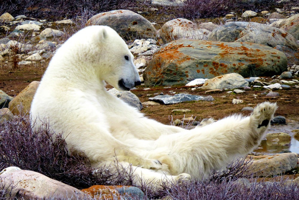 polar bear reclining in Hudson Bay in Churchill, Canada,