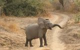 young elephant blocking the road in Zambia Africa