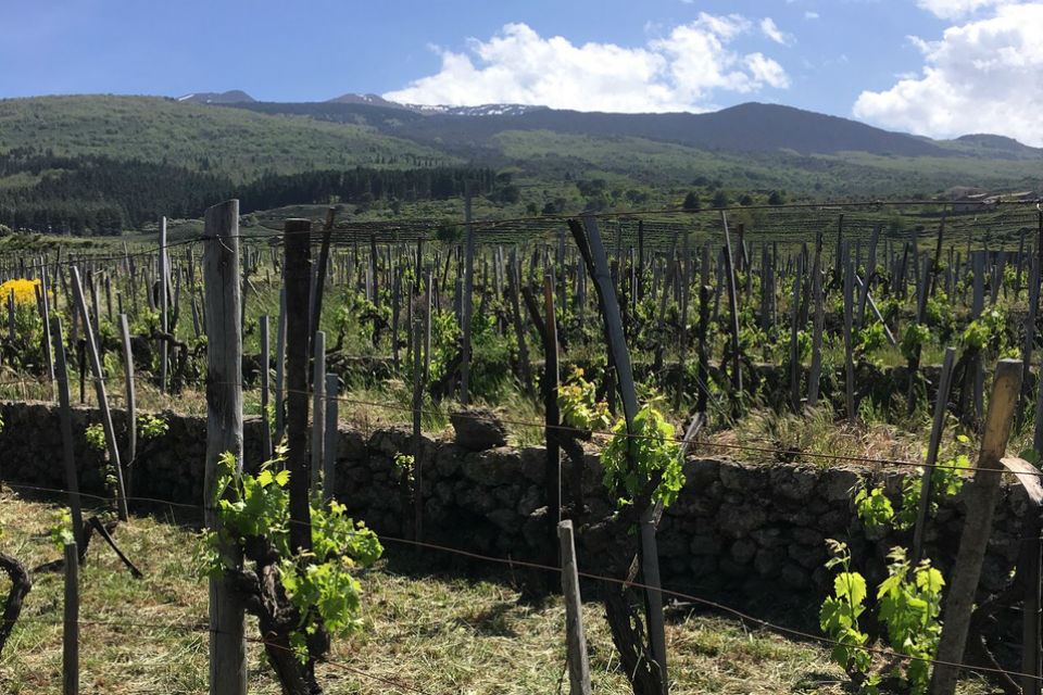 Mt. Etna vineyards, Sicily