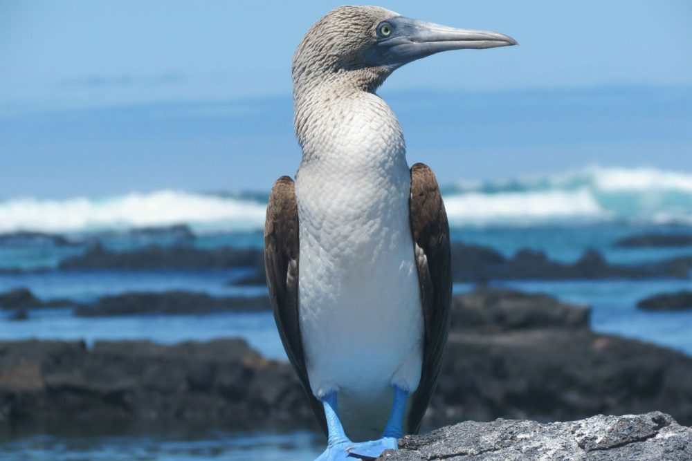 blue footed booby galapagos islands ecuador