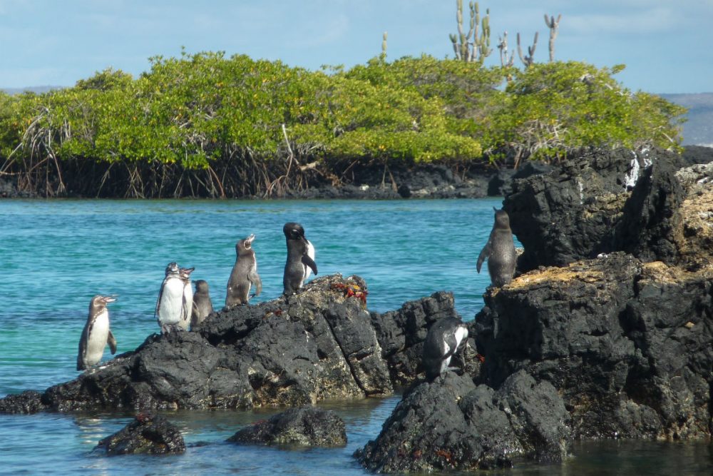 Galapagos penguins in Galapagos Islands, Ecuador.